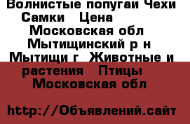 Волнистые попугаи Чехи Самки › Цена ­ 5 000 - Московская обл., Мытищинский р-н, Мытищи г. Животные и растения » Птицы   . Московская обл.